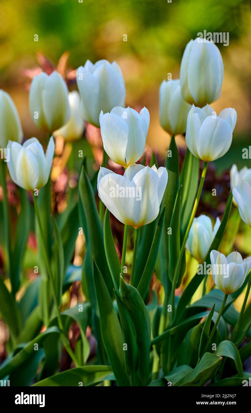 Tulipani bianchi da giardino che crescono in primavera. Primo piano di tulipano didiers della specie tulipa gesneriana con petali vibranti e steli verdi fiorenti e. Foto Stock