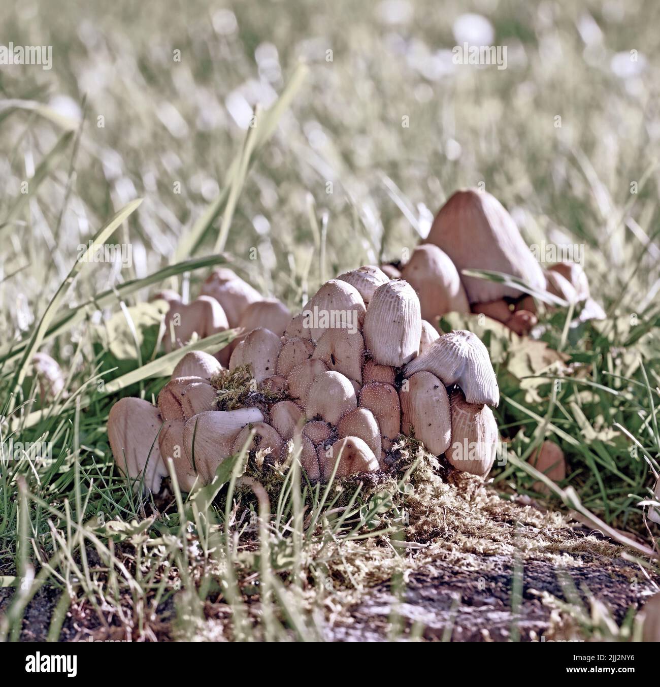 Primo piano della natura e delle Coprinaceae o dei Brittlestems che si trovano solitamente nel terreno alla base dell'albero nelle foreste. Focalizzazione selettiva sui funghi firerug inkcap Foto Stock