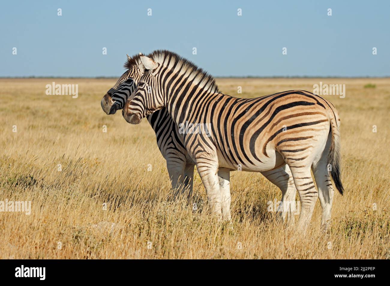 Pianure zebras (Equus burchelli) in prateria, Parco Nazionale Etosha, Namibia Foto Stock