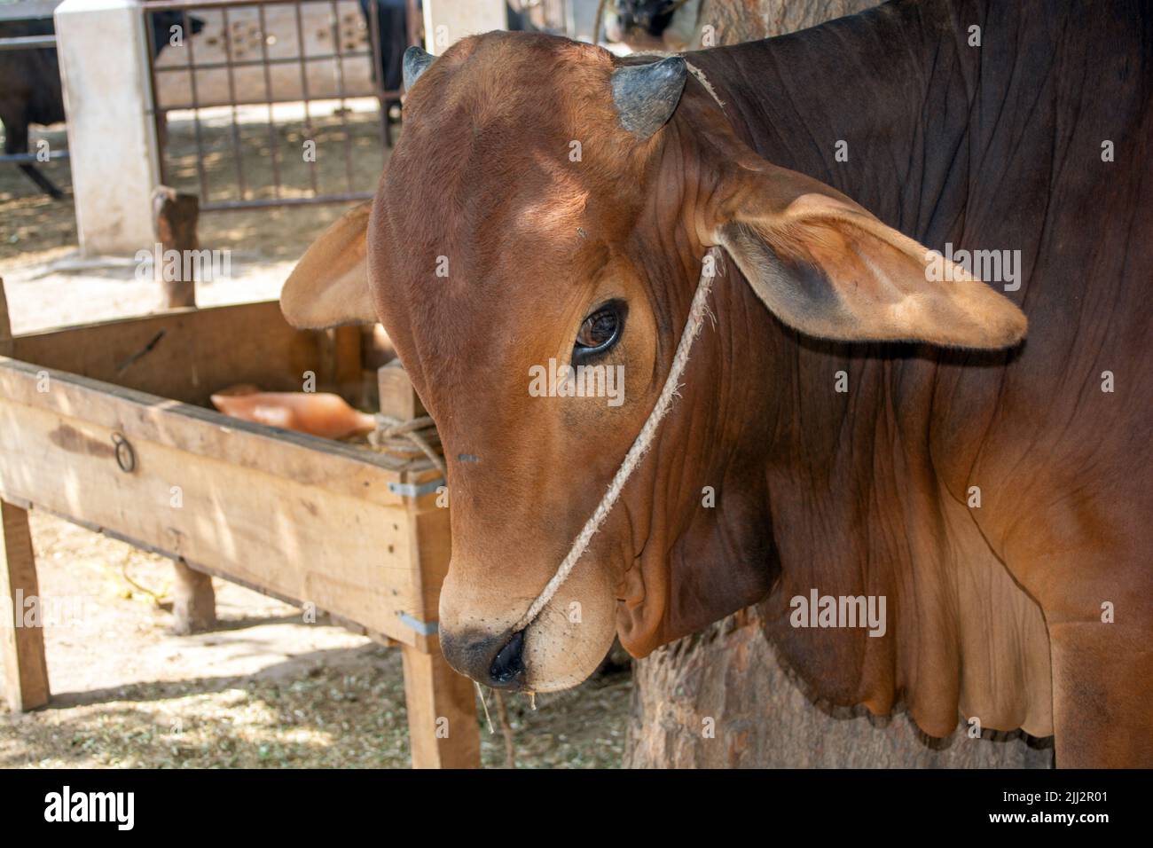 Ritratto di un toro aggressivo Foto Stock