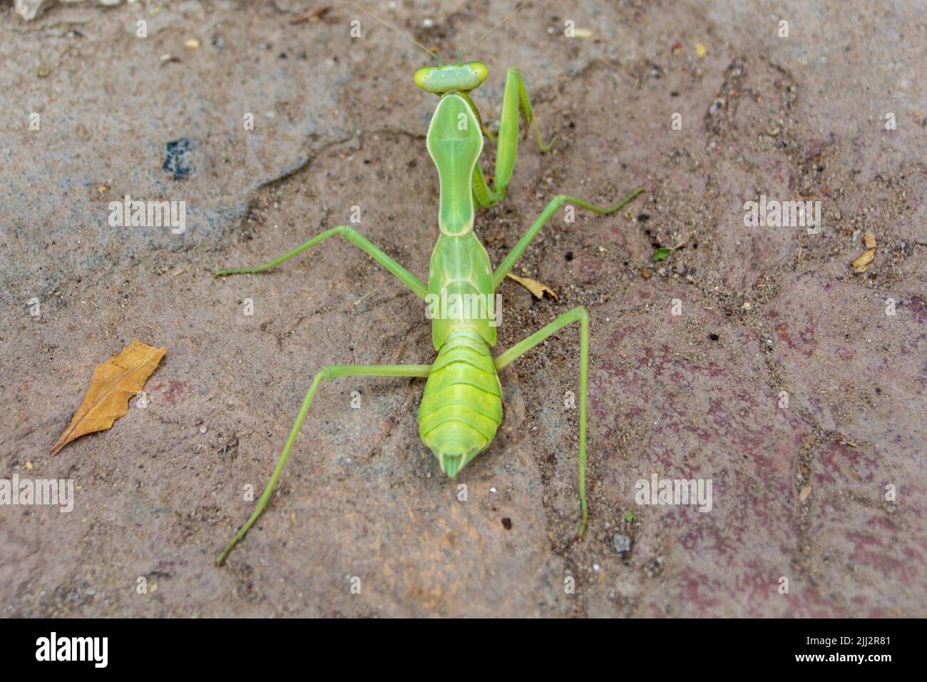 Grasshopper sul terreno Foto Stock
