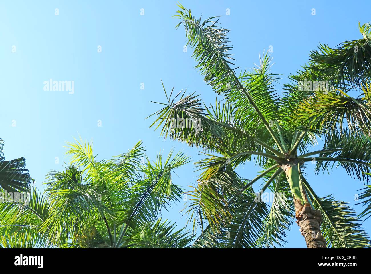 Betel Nut Palm Tree foliage contro il cielo azzurro soleggiato Foto Stock