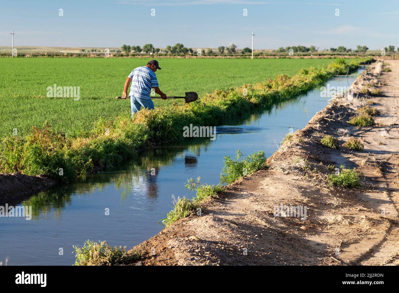 Holly, Colorado - Un agricoltore usa una pala per dirigere l'acqua da un canale di irigazione al suo campo nel Colorado sudorientale. Foto Stock