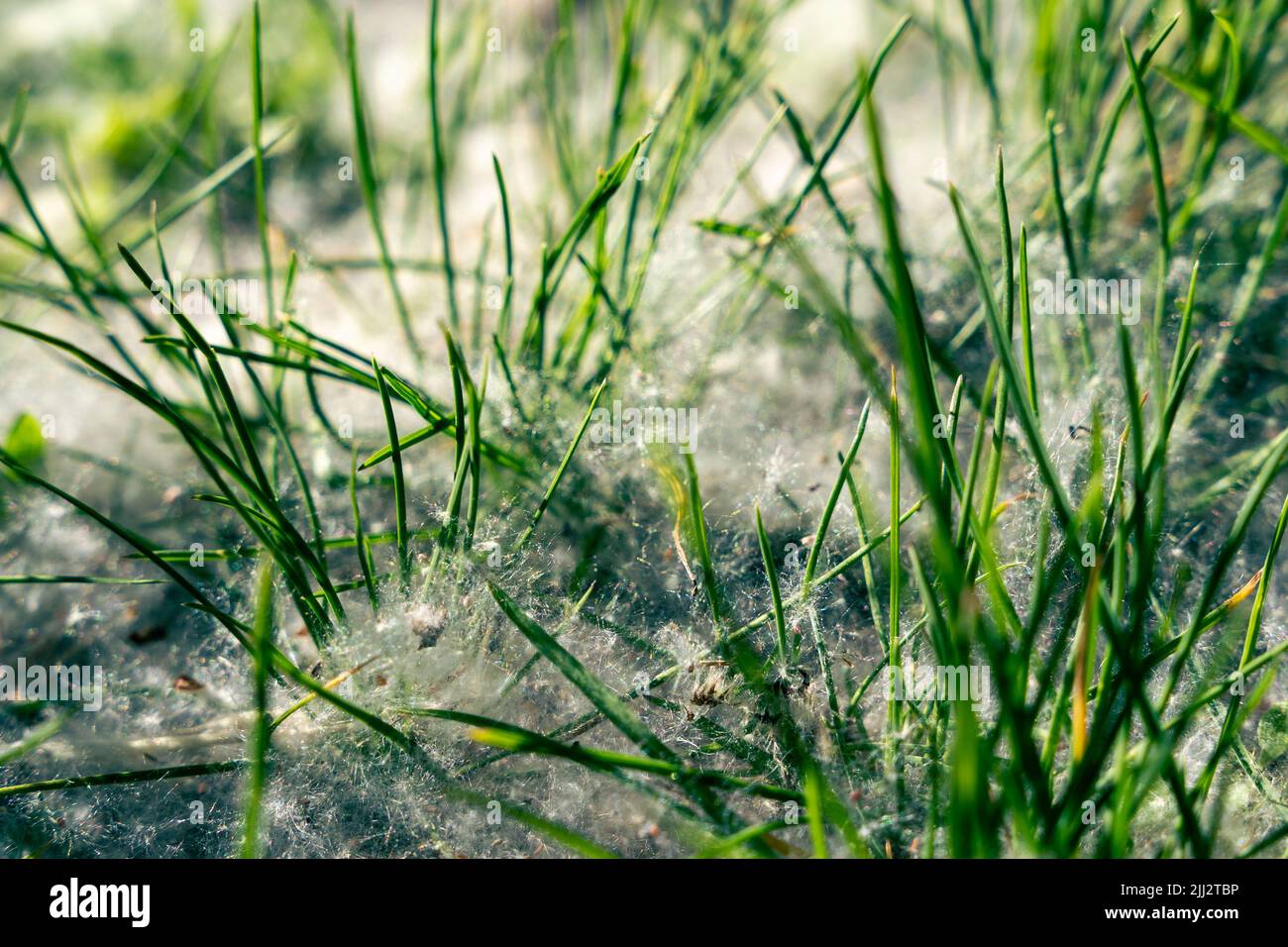 la lanugine che cadono dagli alberi si trova tra l'erba verde sul terreno Foto Stock