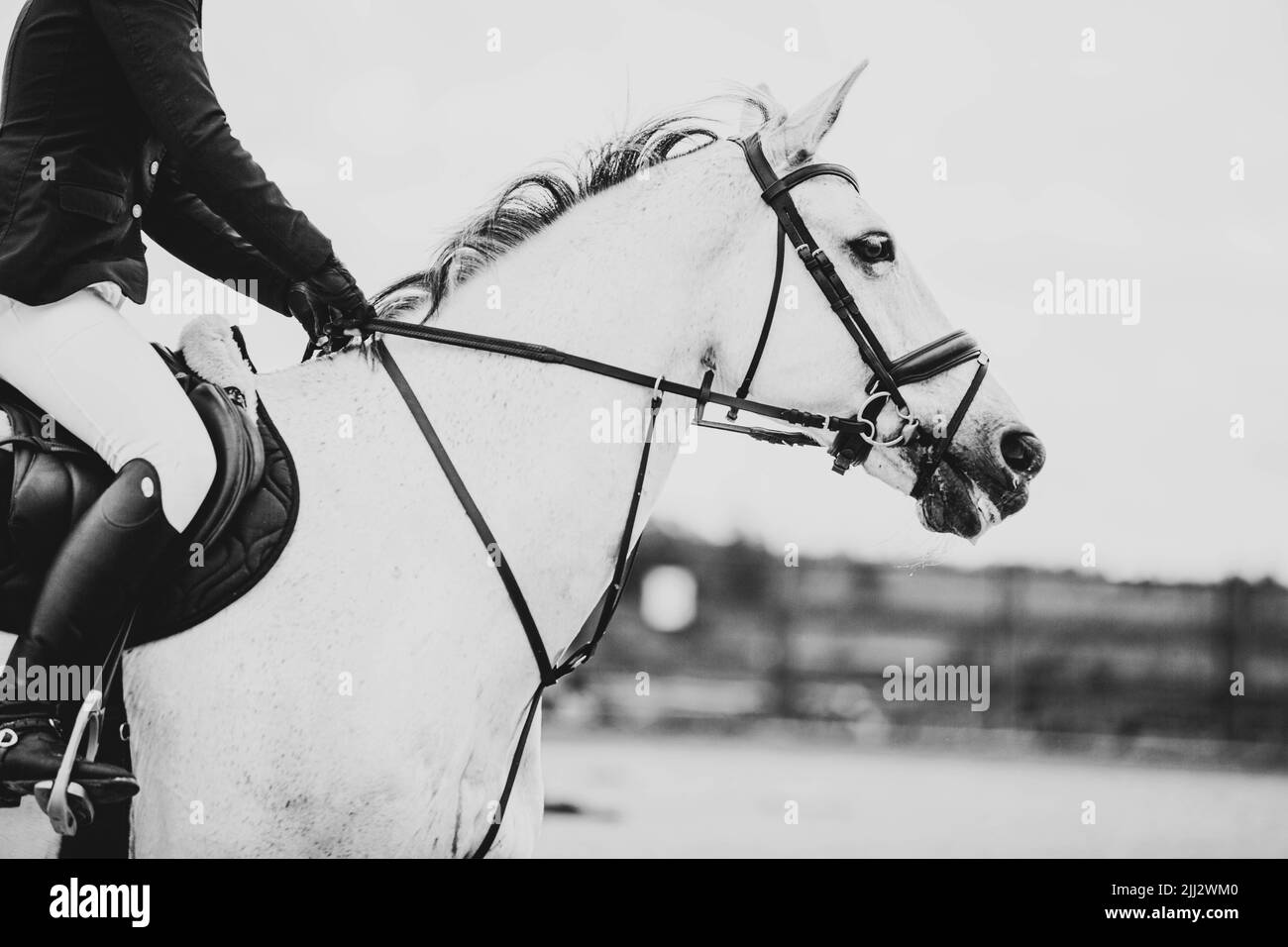 Un'immagine in bianco e nero di un bel cavallo bianco con un pilota in sella, galoppante. Equitazione. Sport equestri. Foto Stock