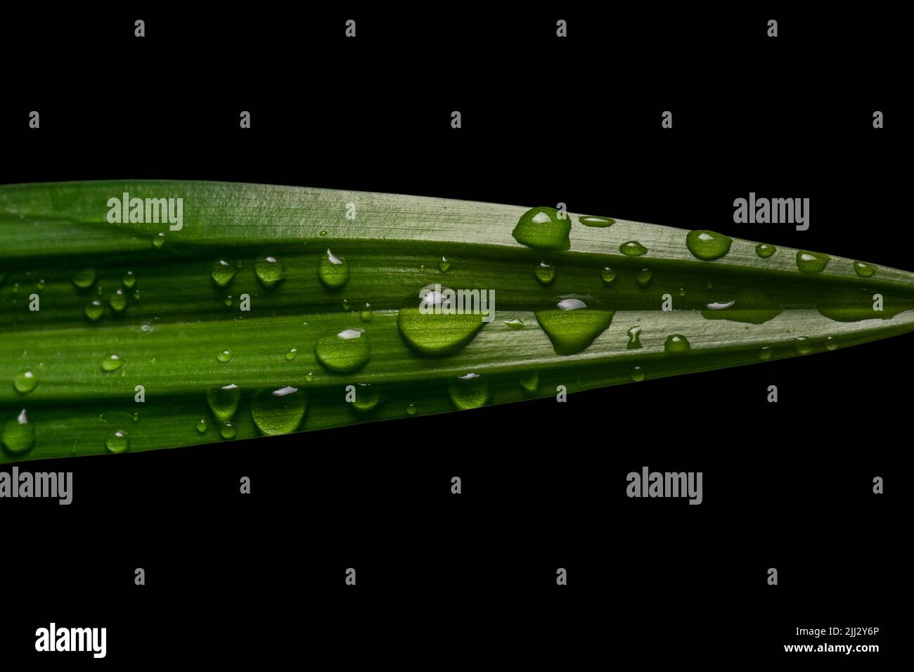 Gocce di pioggia sulla foglia lucida di pandan con isolato su sfondo nero. Messa a fuoco selettiva utilizzata. Foto Stock