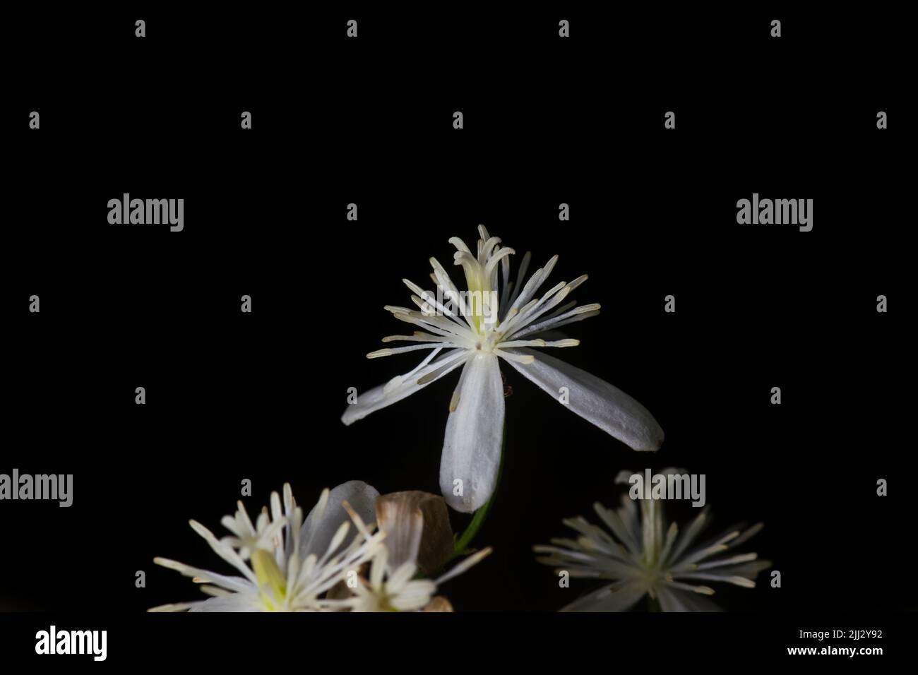Dolce autunno Clematis fiore isolato su sfondo nero. È la vite perenne fiorente che produce fiori dolcemente fragranti Foto Stock