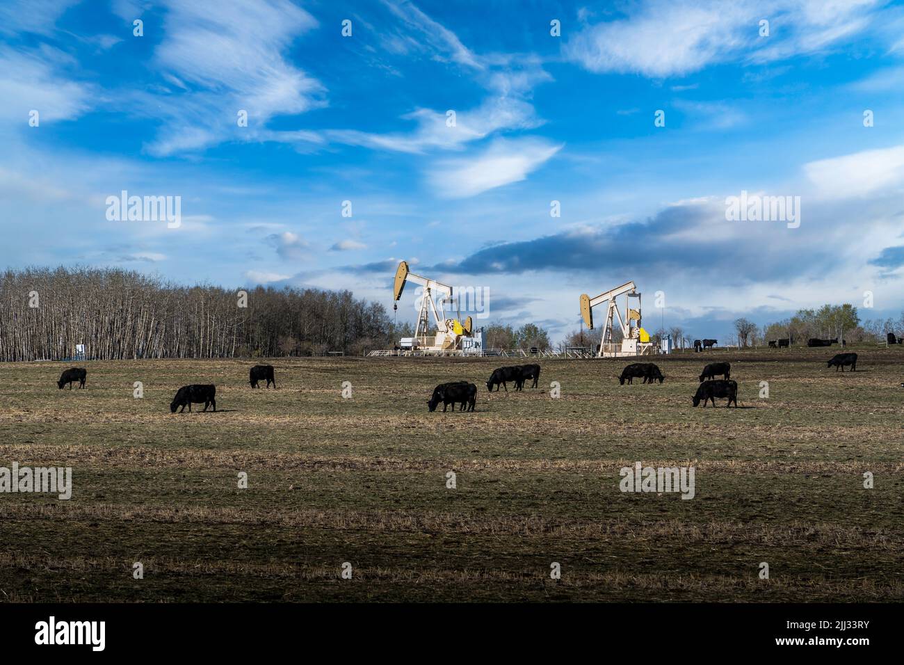 Una mandria di bestiame che pascola su un campo coltivato con un paio di petrolio e gas pompa cric che lavorano su una proprietà rurale in Rocky View County Alberta Canada. Foto Stock