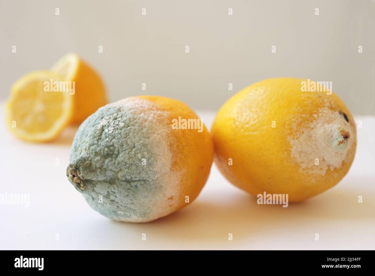 Muffa blu su limone giallo. Frutta rovinata marciante con muffa su sfondo bianco. Muffa blu-verde sugli agrumi. Limone con muffa e limone fresco su Foto Stock