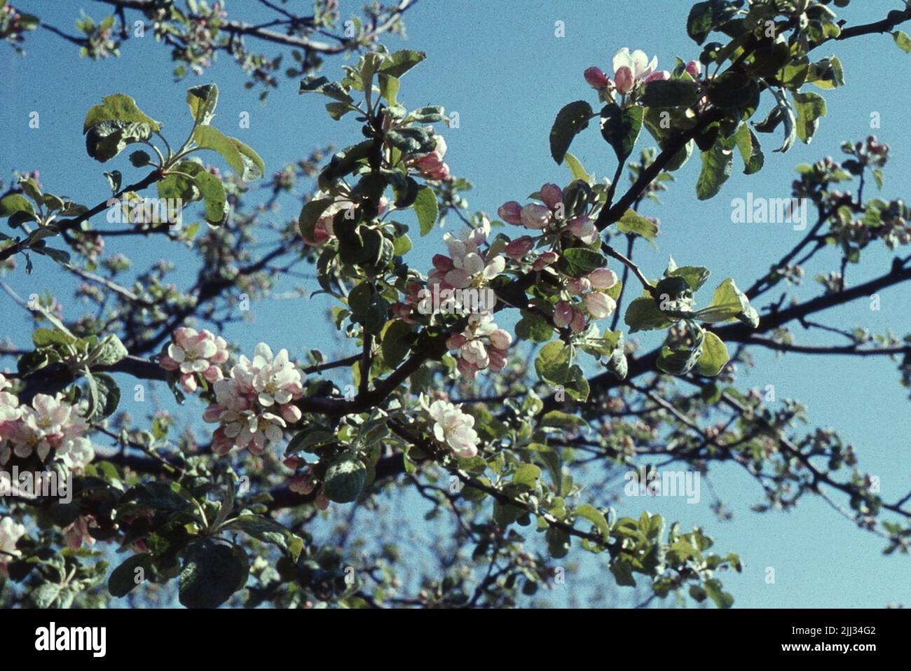 Ramo di melo fiorito nell'area coloniale di S.J, 1962-05. Foto Stock