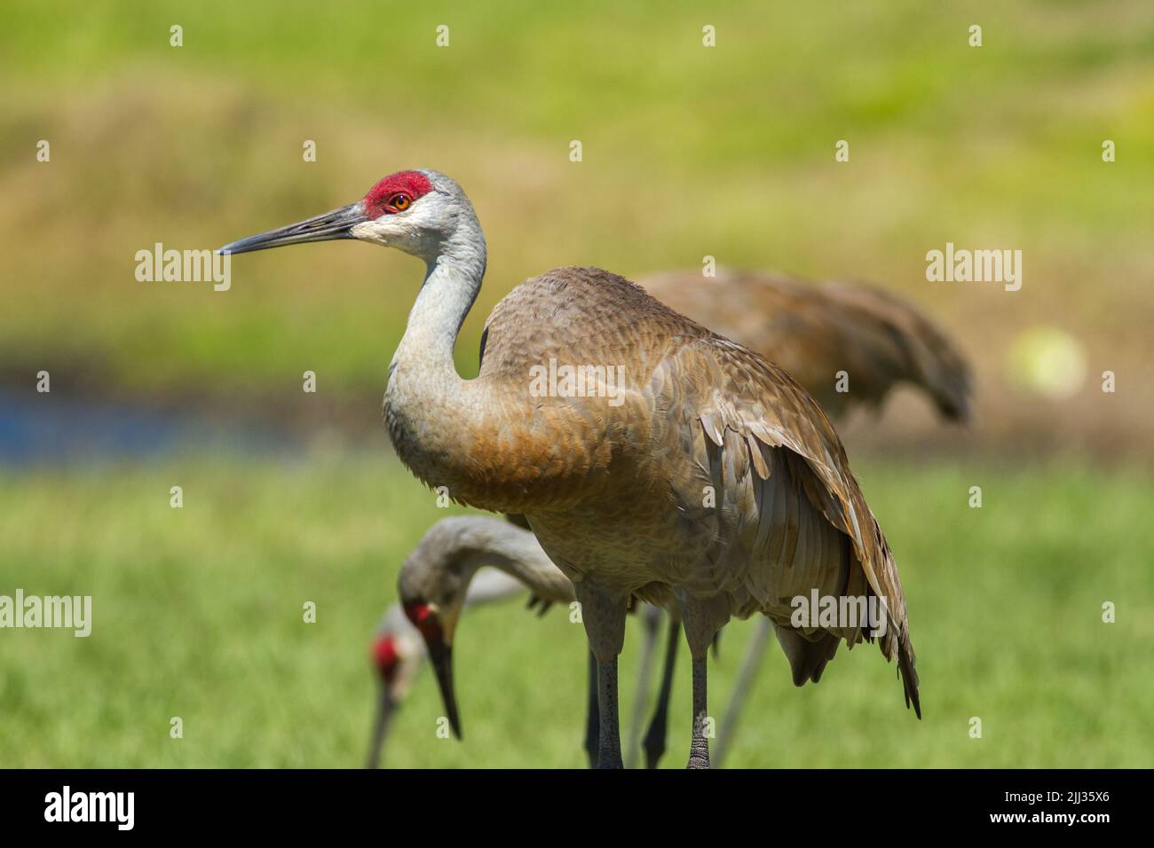 Collina di sabbia gru Foto Stock