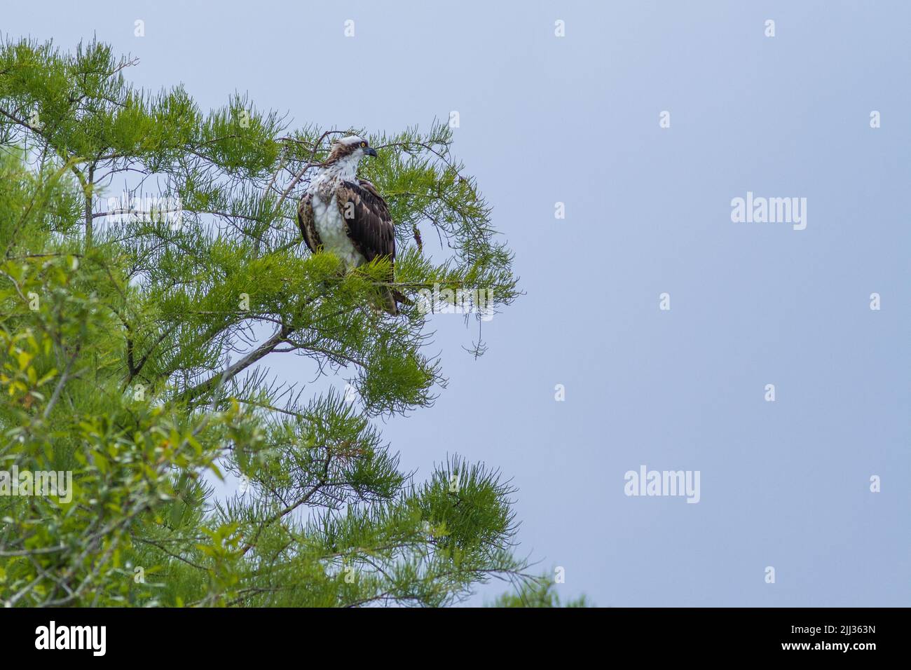 Osprey arroccato nella parte superiore di un albero. Foto Stock