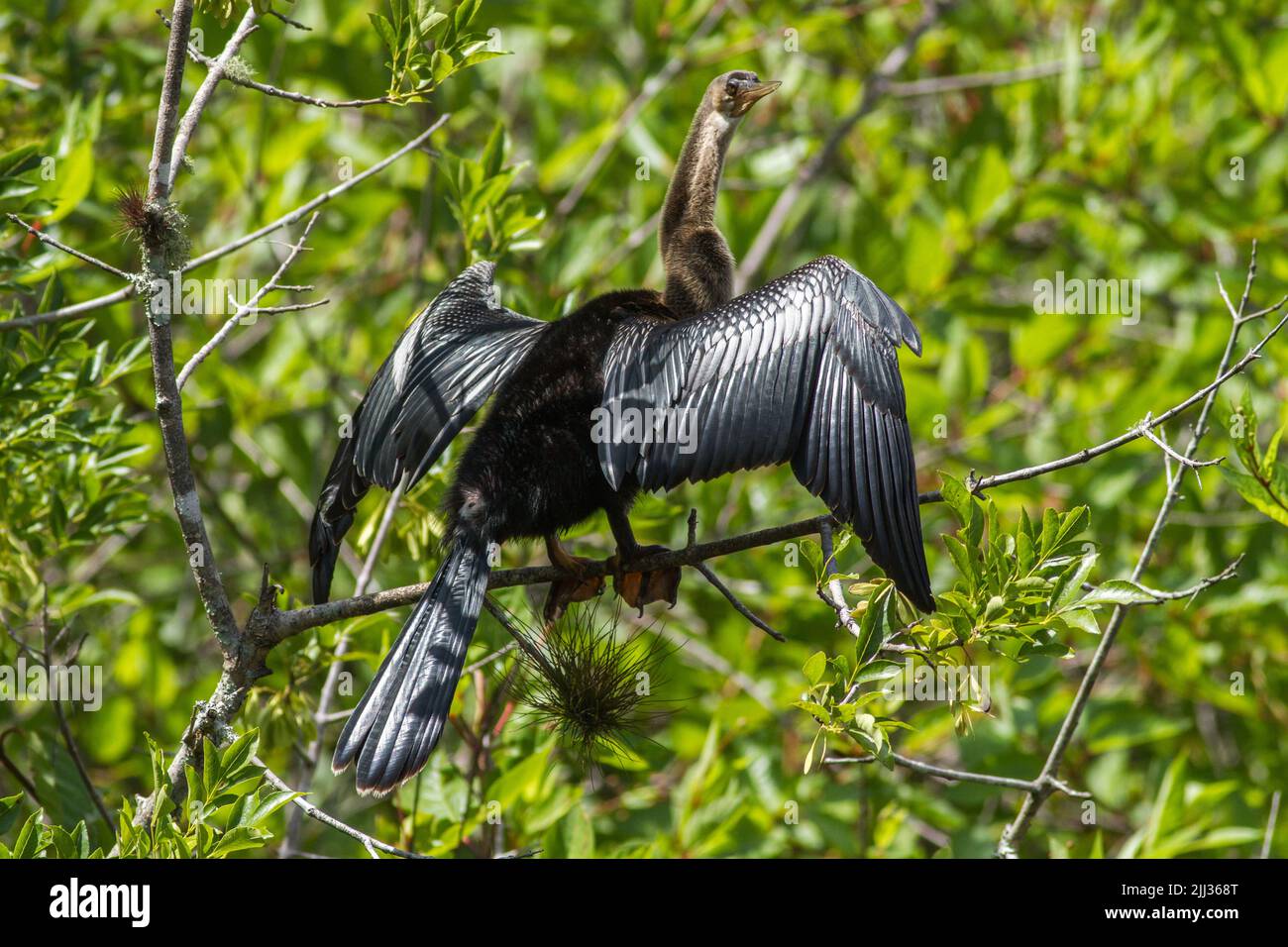 Anhinga asciugando le sue ali allargandole verso il sole. Foto Stock