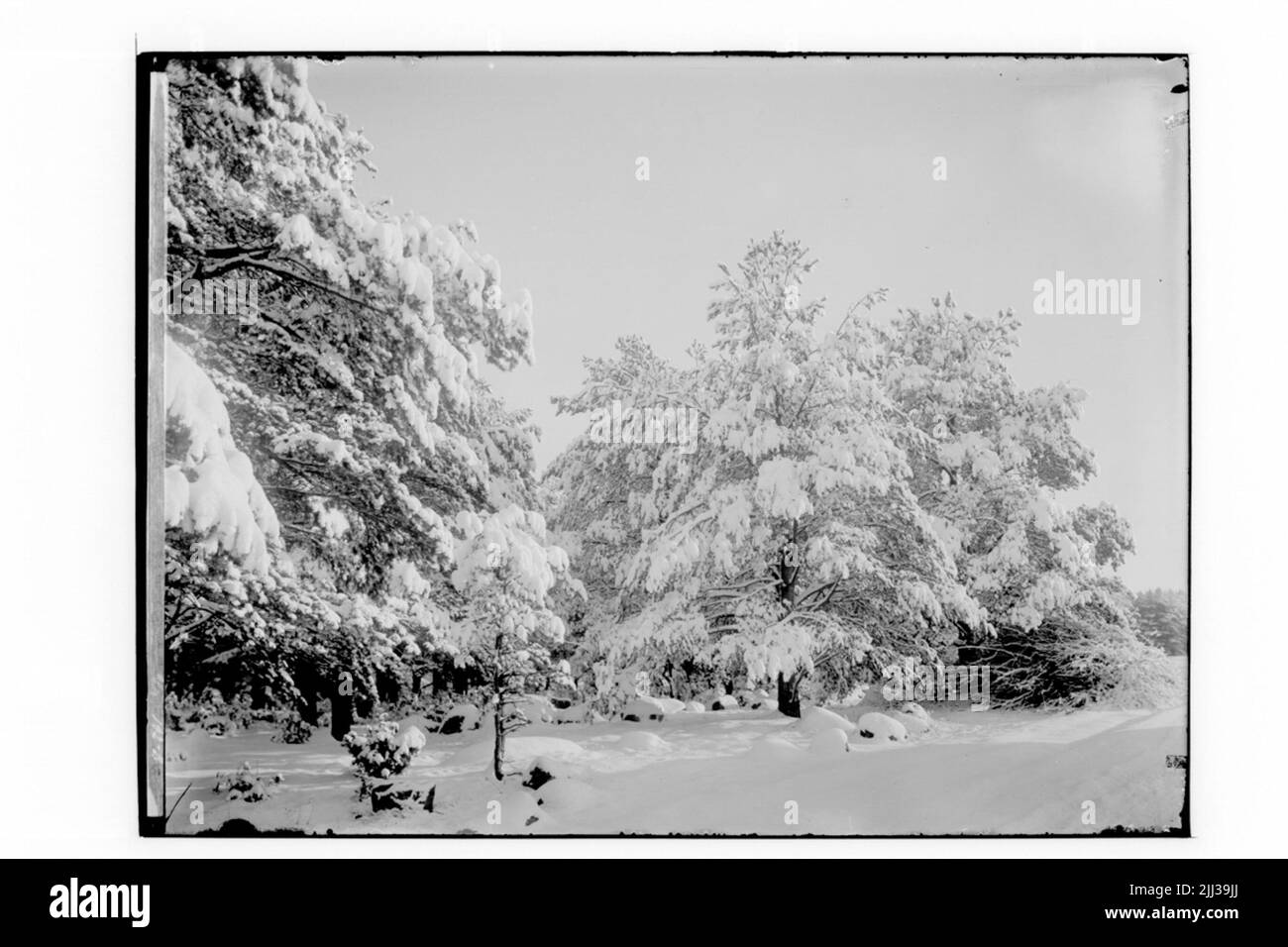 Motivo invernale. Alberi innevati, nel mezzo della fattoria allora per Andersson. Foto Stock