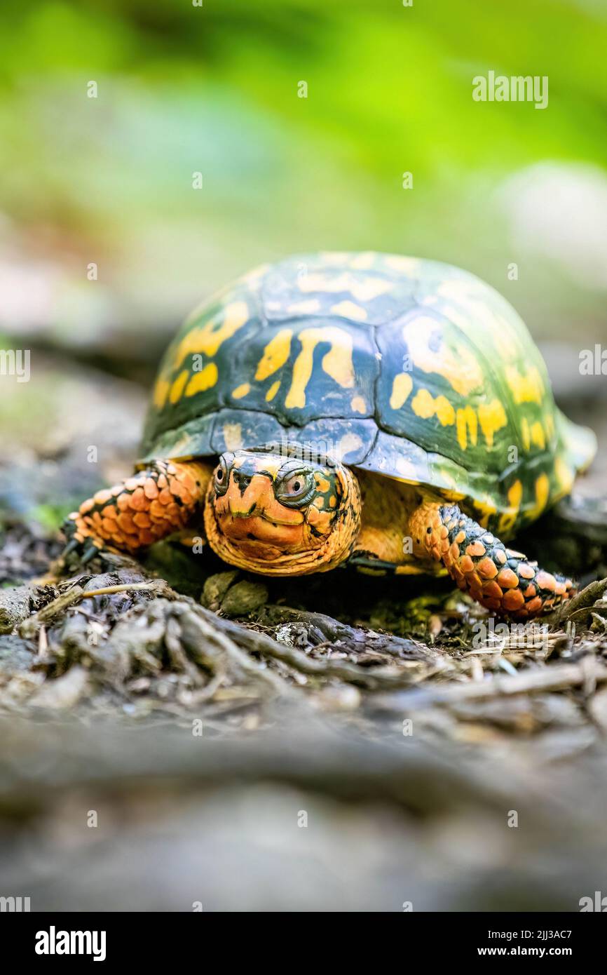 Carino scatola orientale tartaruga primo piano ritratto nei boschi Foto Stock
