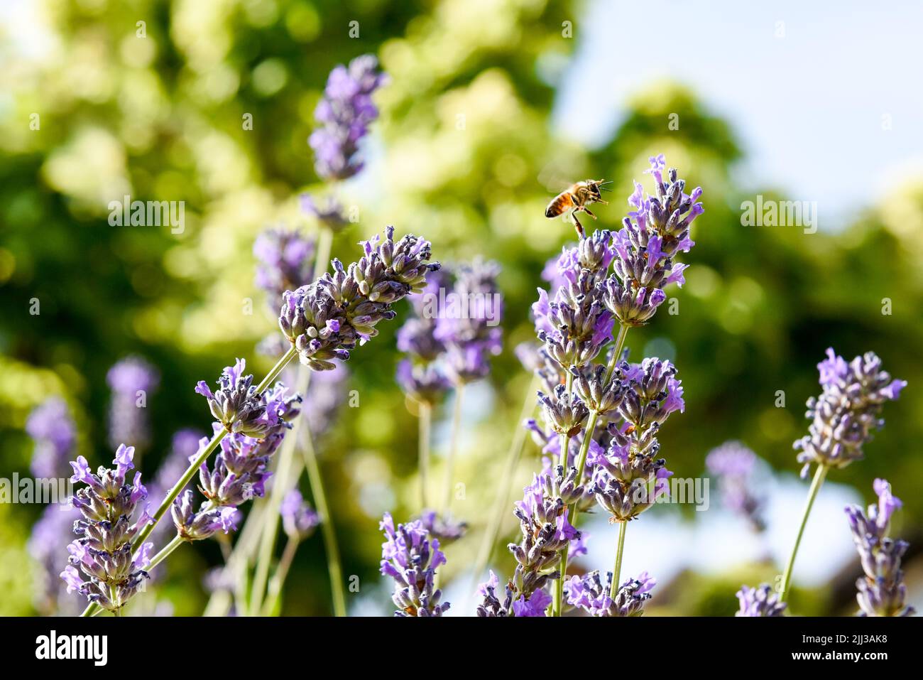 Un'ape del miele che raccoglie il polline da un fiore come parte del processo di fabbricazione del miele Foto Stock