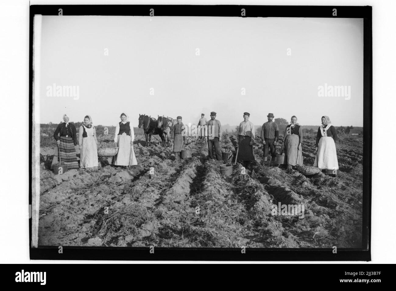 Raccolta delle patate. 10 persone. 2 cavalli.viktor Carlsson. Foto Stock