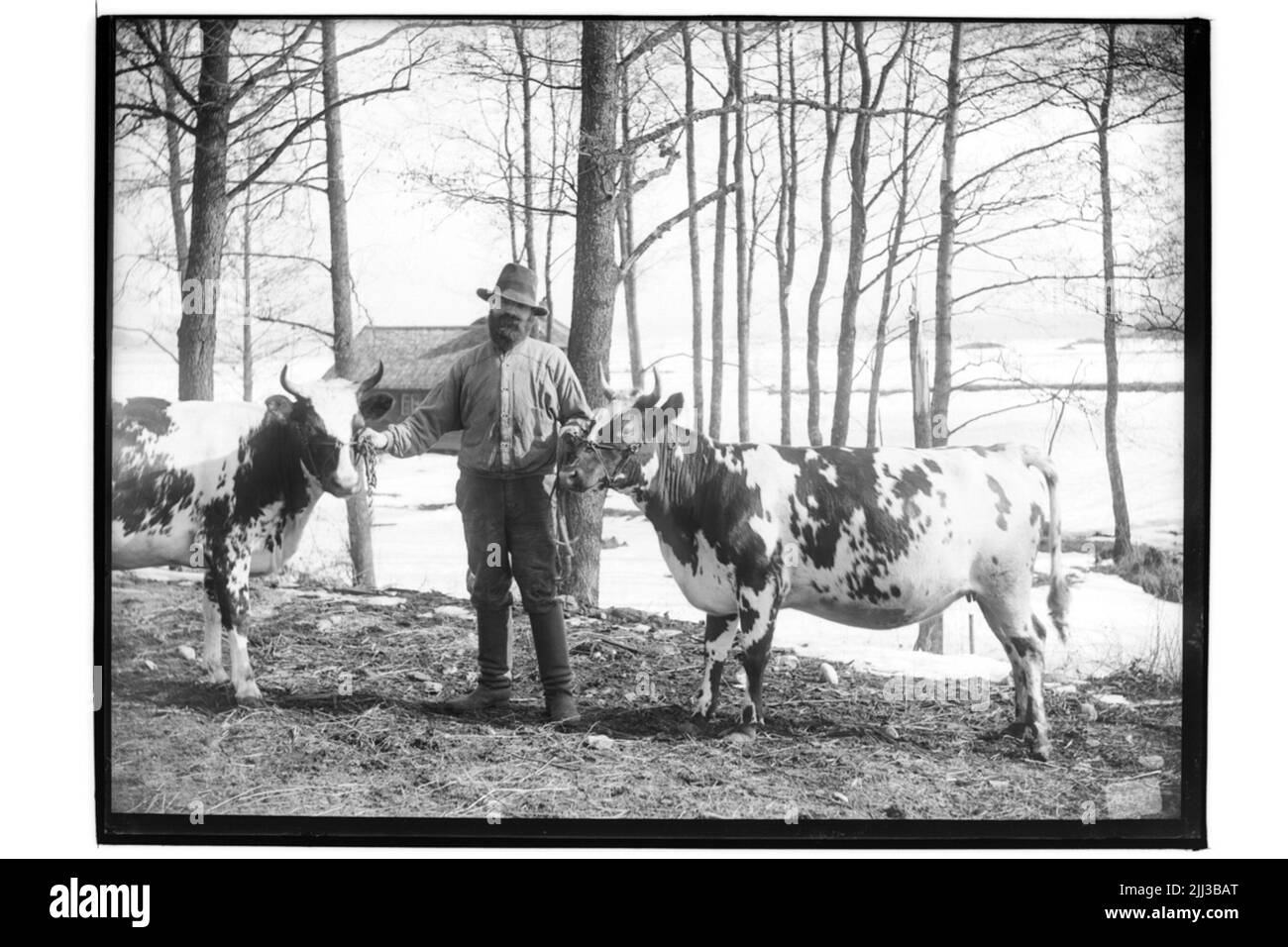 Gestione di bestiame. Un uomo e due mucche.ivar Simberg Foto Stock
