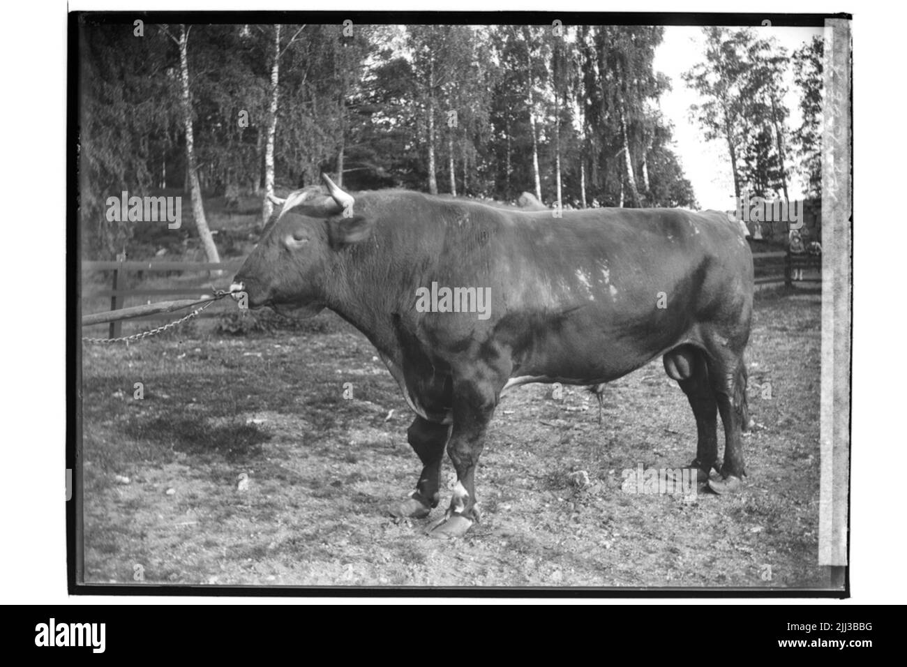 un toro. Ispettore P. Nilsson Foto Stock