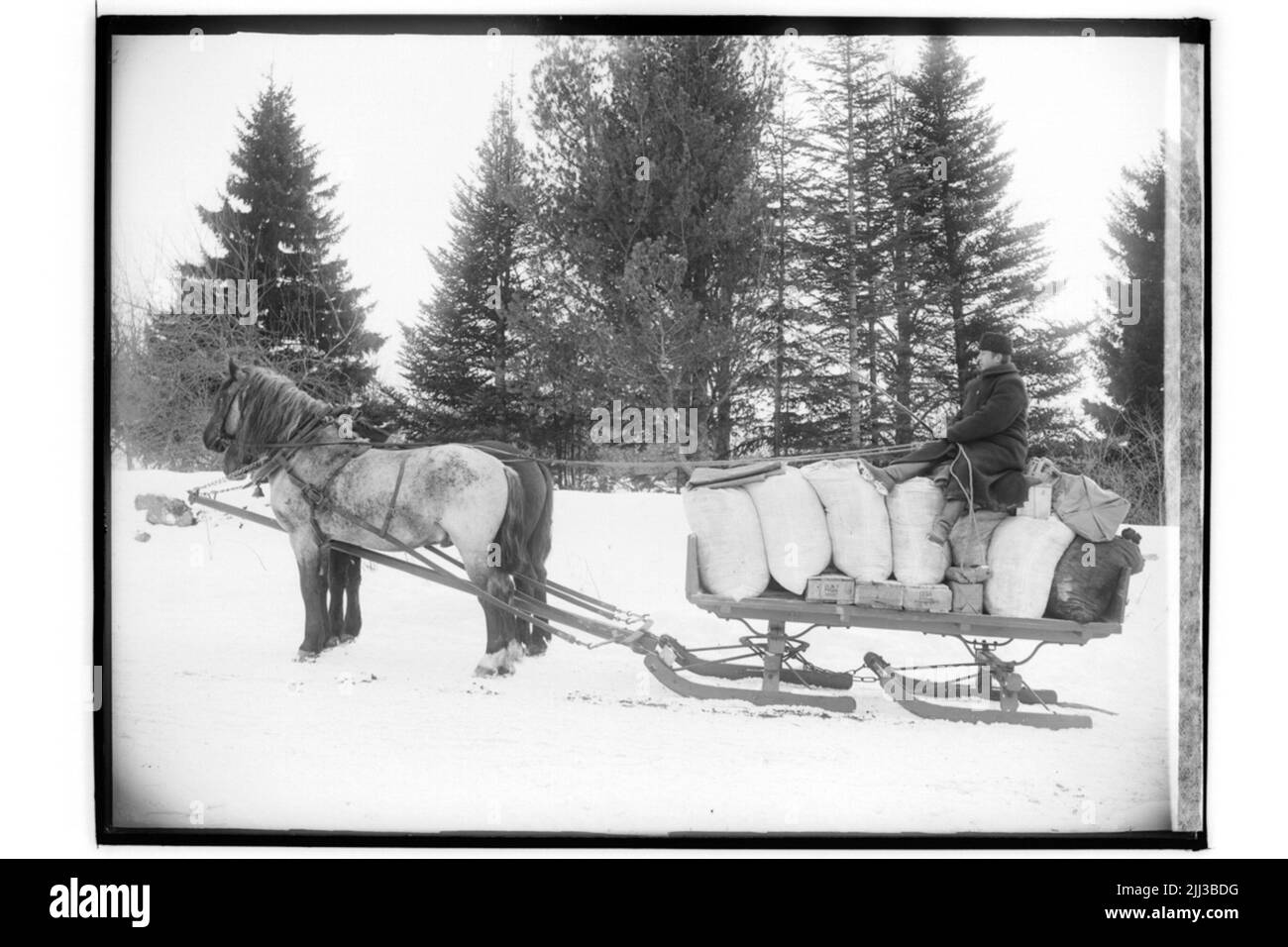 Due cavalli per slitta. Henrik Rosén. Foto Stock