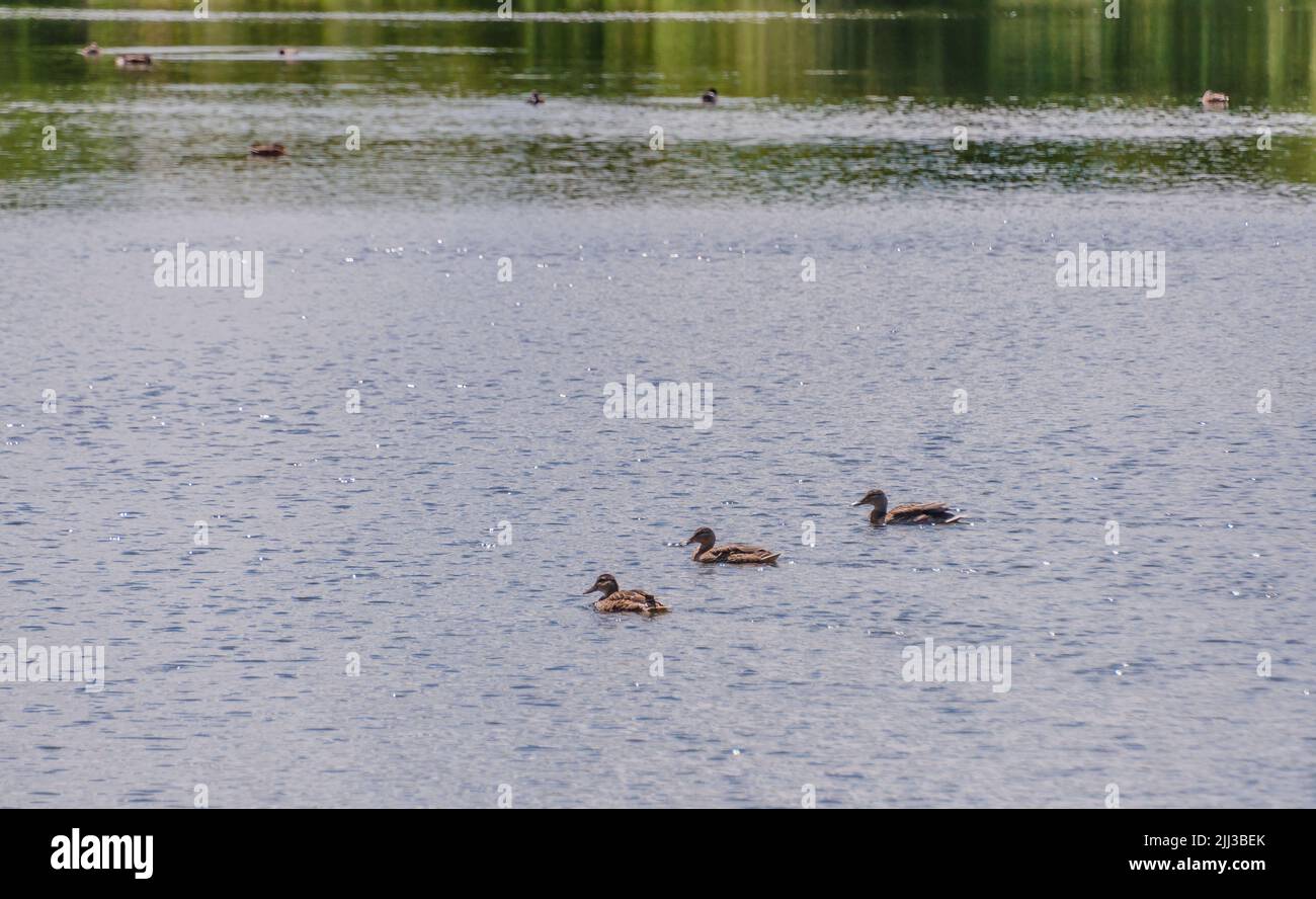 Oche nell'Urban Walthamstow Wetlands, Londra Foto Stock