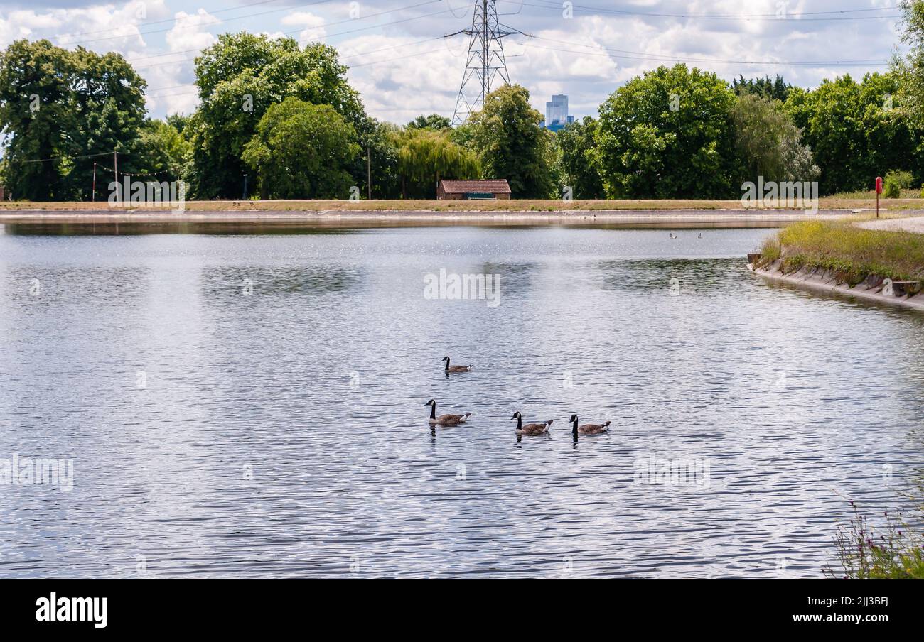 Oche nell'Urban Walthamstow Wetlands, Londra Foto Stock