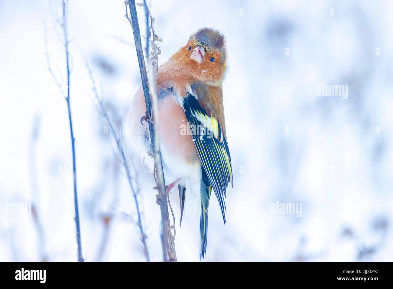 Closeup di un maschio chaffinch, Fringilla coelebs, foraging in neve, bella fredda impostazione invernale Foto Stock