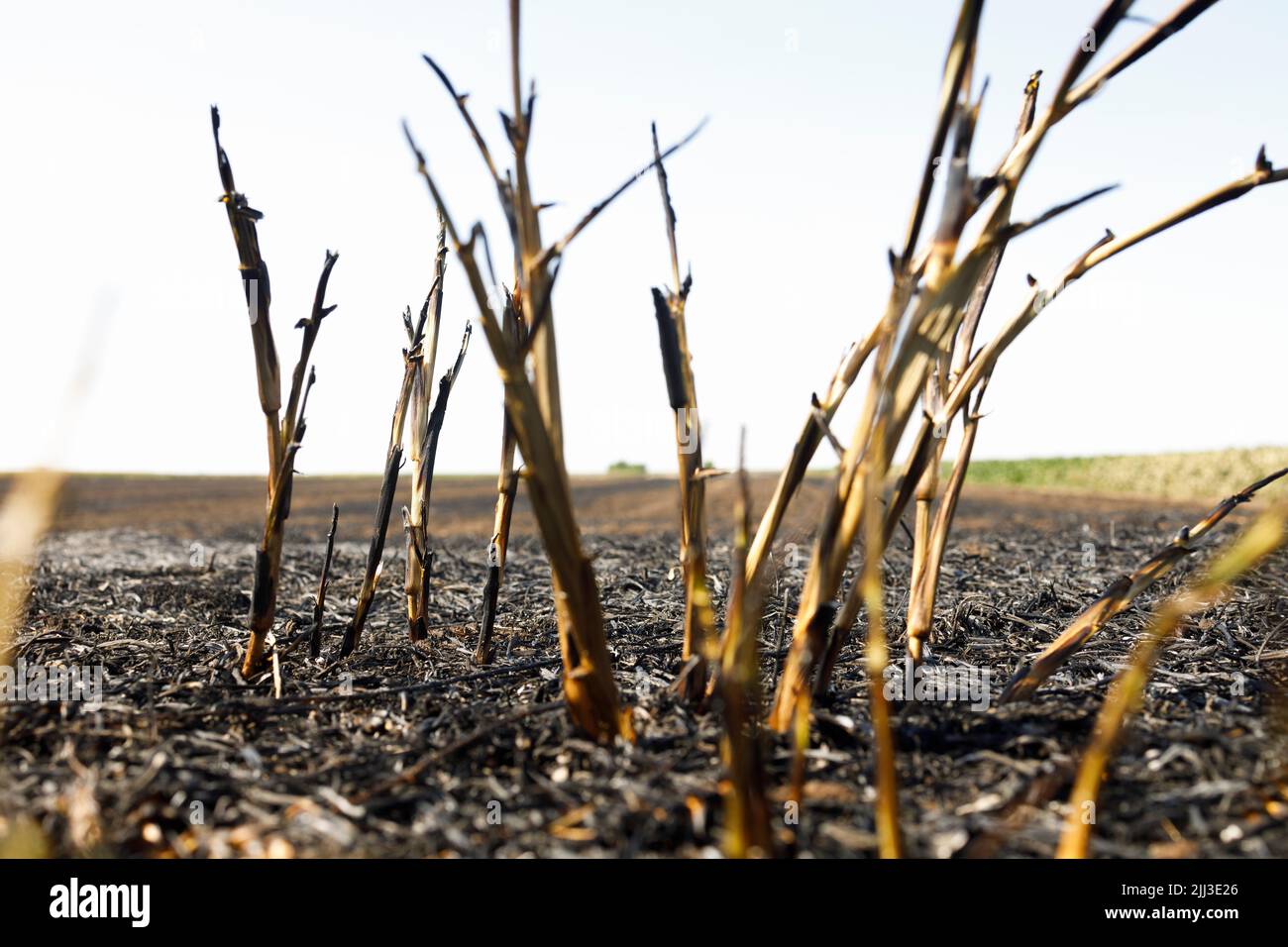 Raccolti bruciati nel campo durante il calore estivo Foto Stock