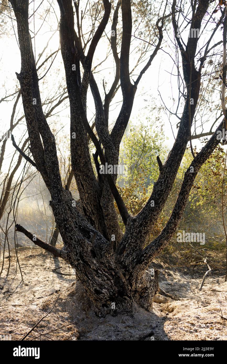 Resti di un albero bruciato dopo un fuoco selvatico. Foto Stock