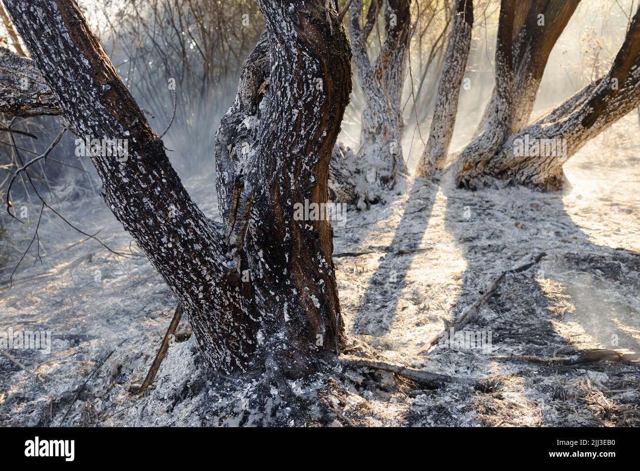 Postumi di una foresta bruciata durante il caldo estivo. Foto Stock