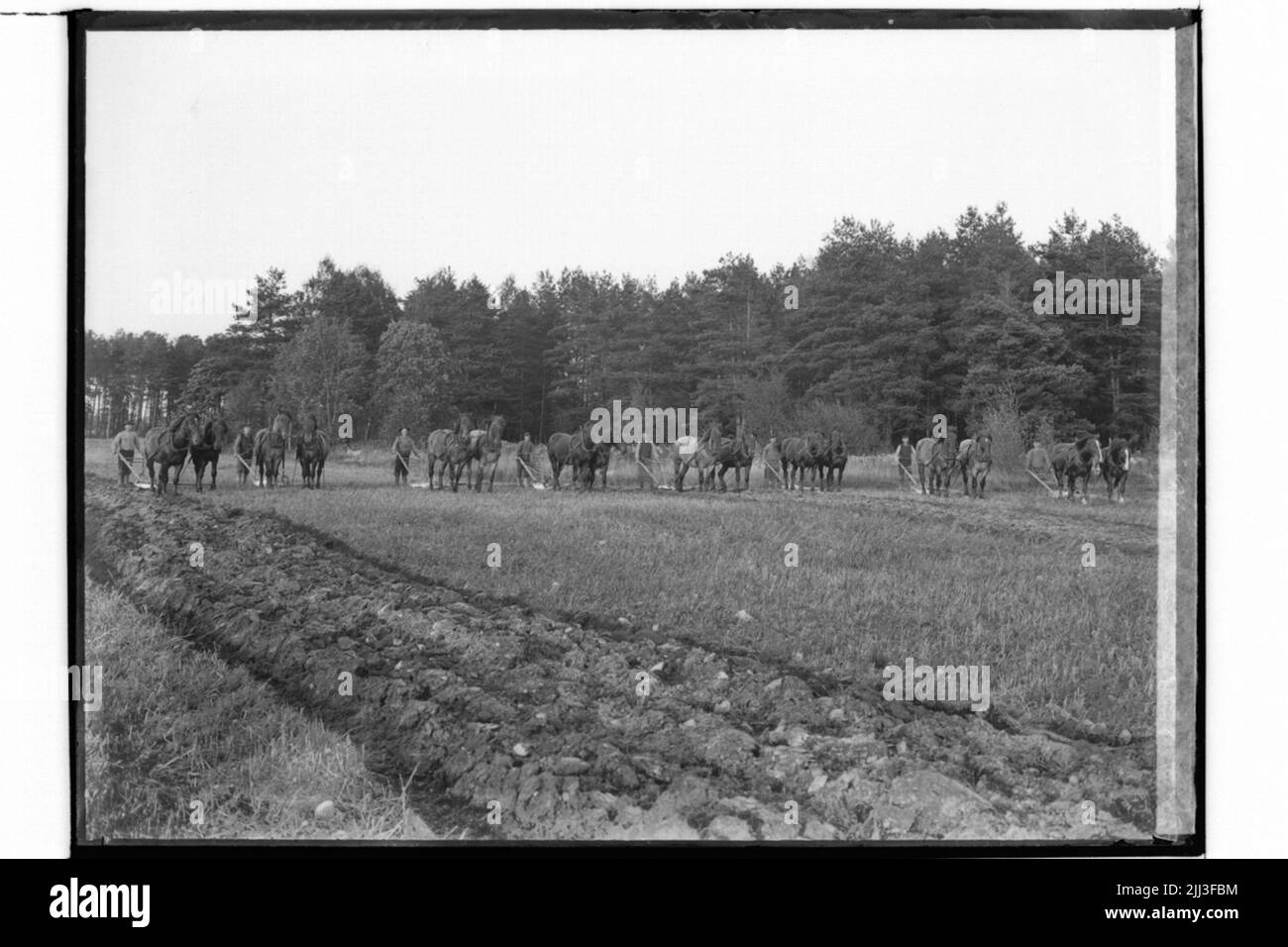 Studenti agricoli, 8 paia di cavalli con aratro. Foto Stock