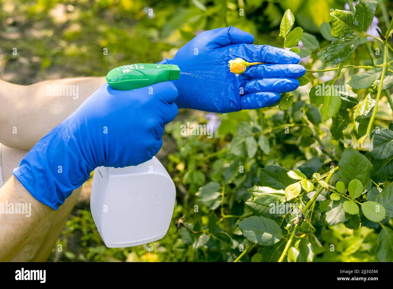 trattamento nel giardino di giovani germogli di rose da afidi, whiteflies e insetti parassiti Foto Stock