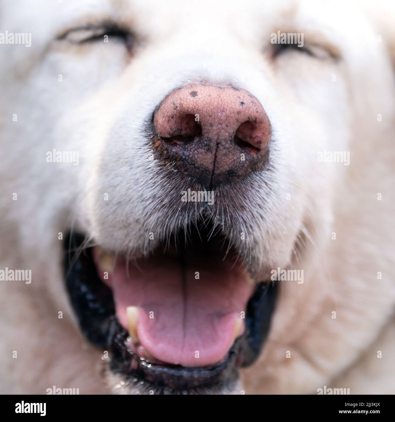 Cane bianco con occhi chiusi e bocca aperta Foto Stock
