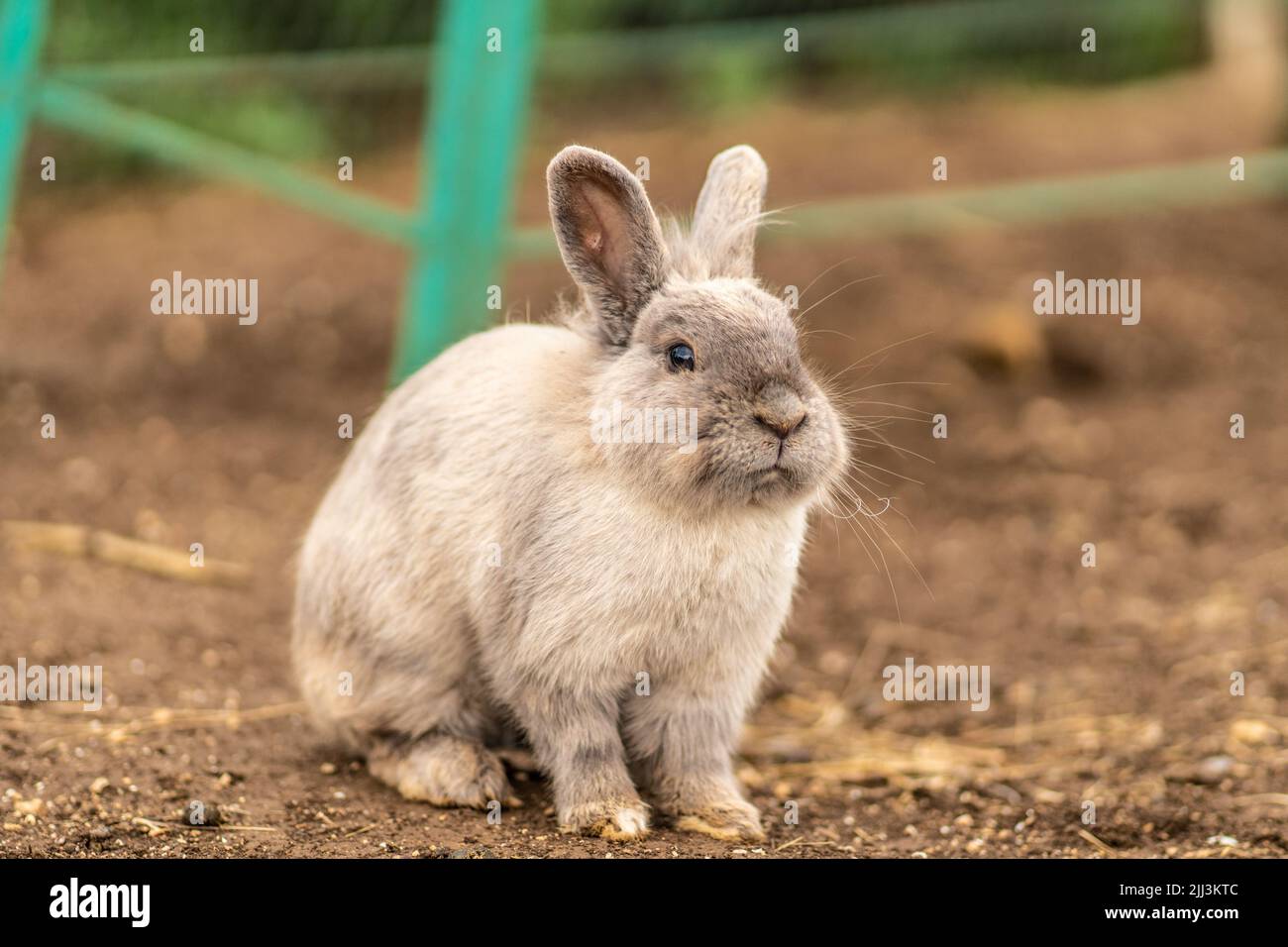 Coniglio cute soffice piccolo sfondo chiaro animale domestico natura grigia, da adorabile bianco in primavera e giardino, roditore selvatico. Zoo prato soleggiato, Foto Stock