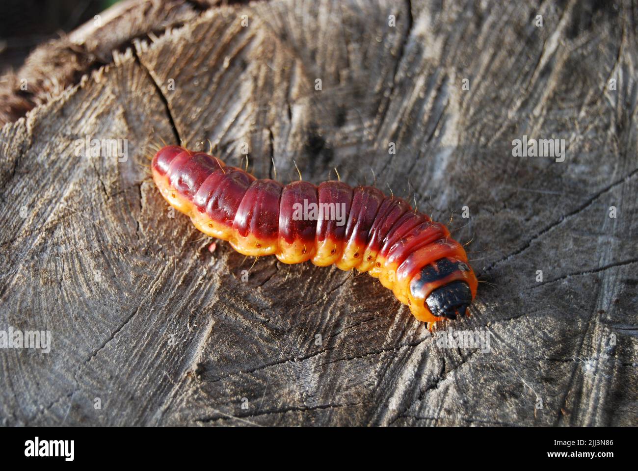 Vista frontale macro ad angolo basso di un grande gallo giallo-arancione scamerchiolo caterpillar Cossus colosso strisciante su un moncone. Foto Stock