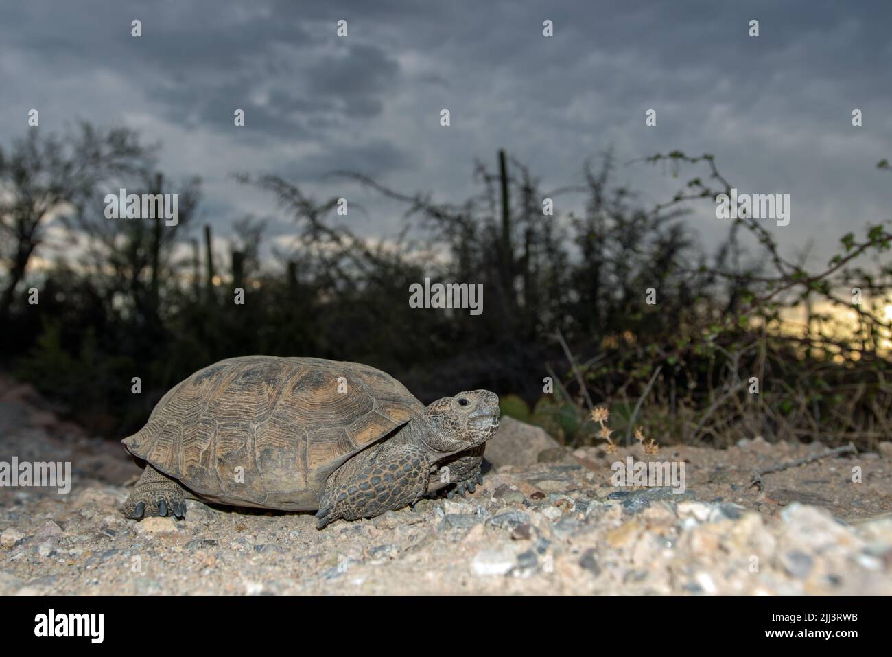 Tartaruga del deserto (Gopherus agassizii) Foto Stock