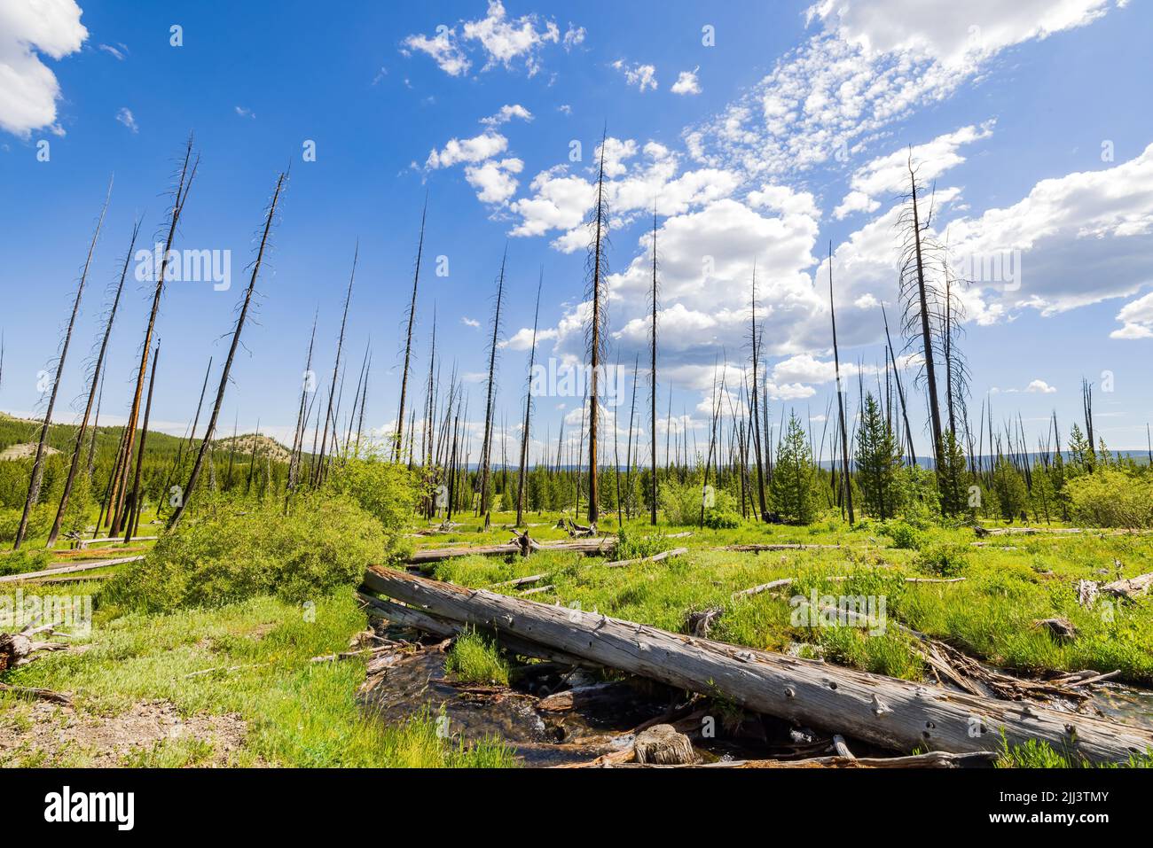 Fire Burned Tree sul Fairy Falls Trail nel Wyoming Foto Stock