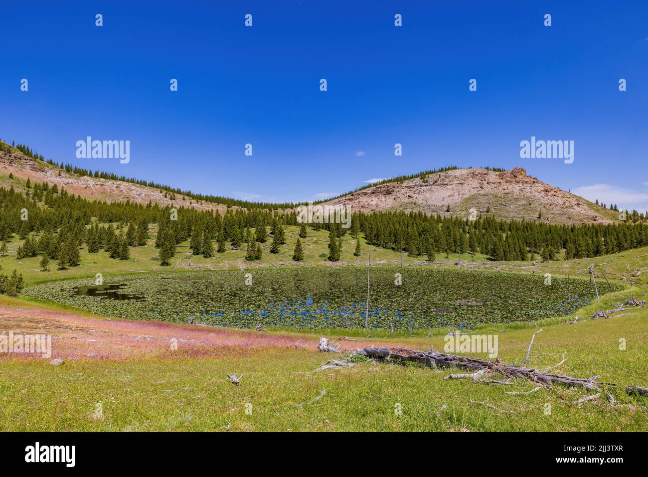 Vista soleggiata del paesaggio di Lily Pond a Wyoming Foto Stock