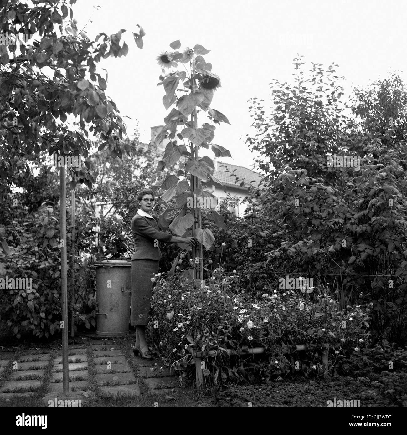 Girasole 9 ottobre 1958. Foto Stock