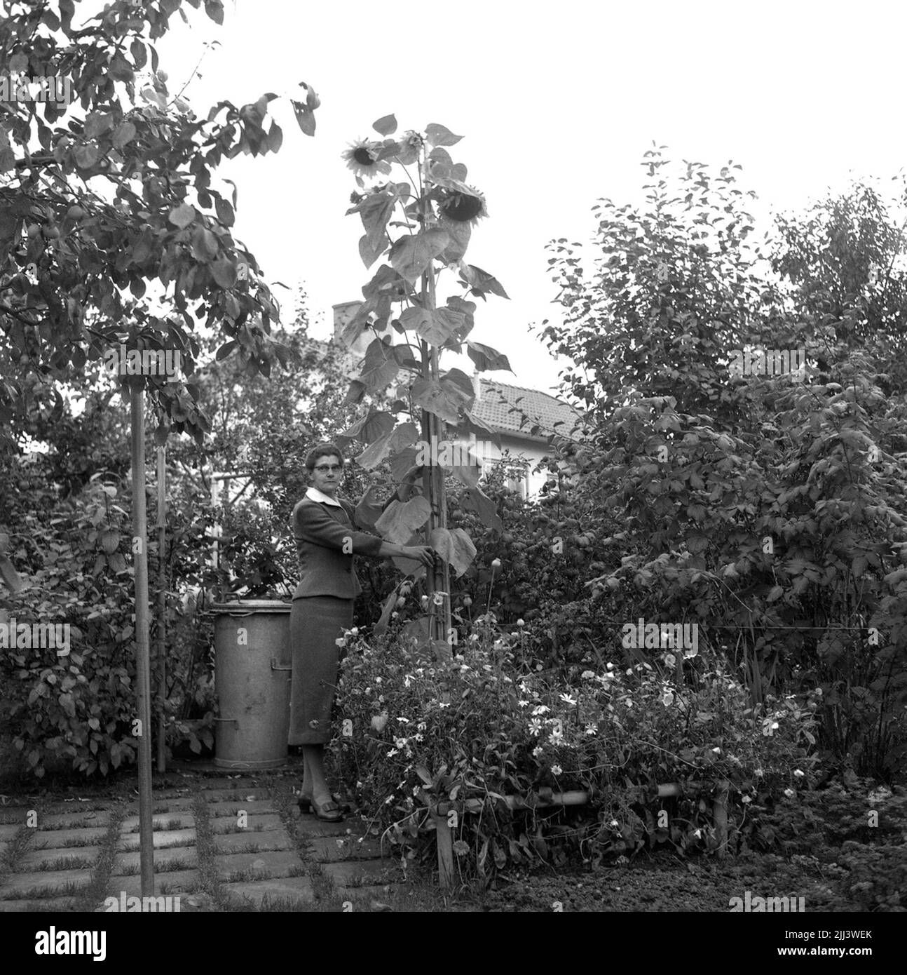 Girasole 9 ottobre 1958. Foto Stock