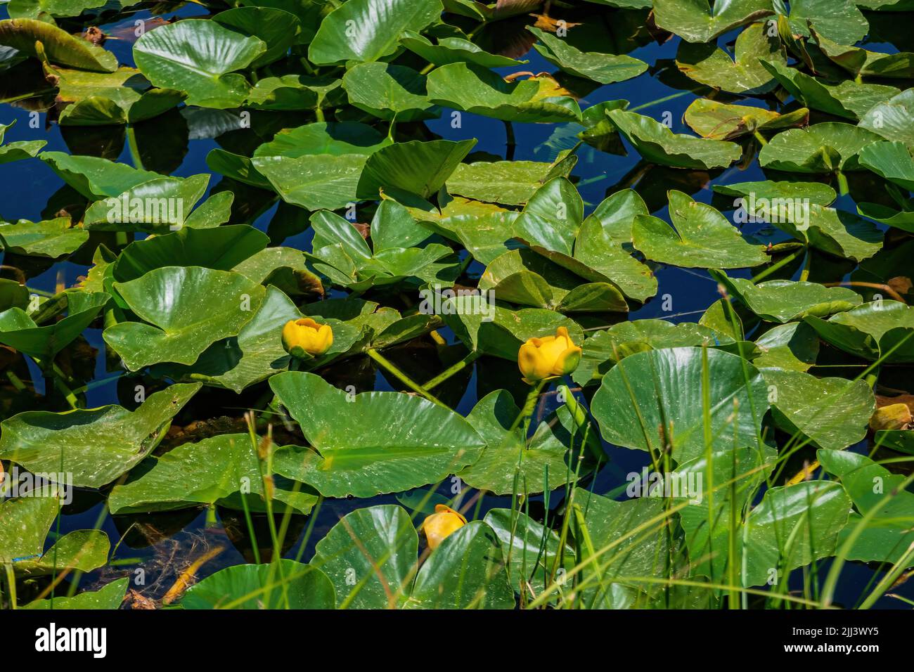 Vista soleggiata del paesaggio di Lily Pond a Wyoming Foto Stock