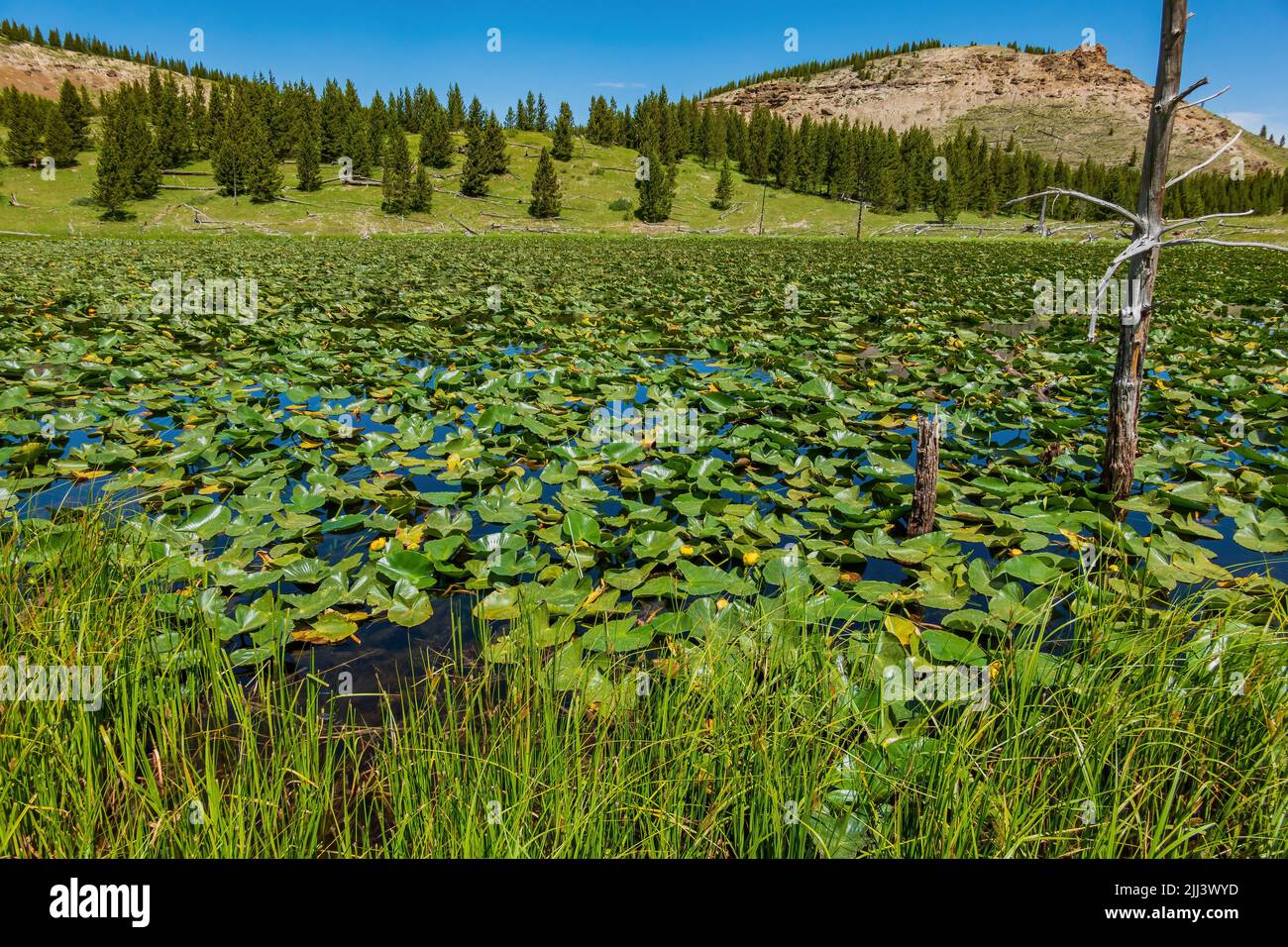 Vista soleggiata del paesaggio di Lily Pond a Wyoming Foto Stock