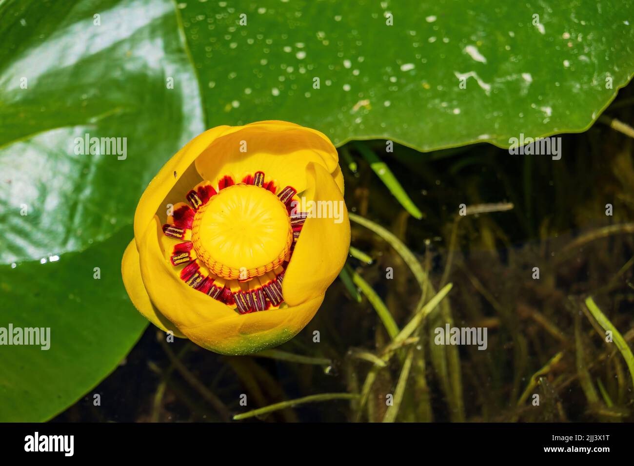 Primo piano della fioritura del giglio a Lily Pond in Wyoming Foto Stock