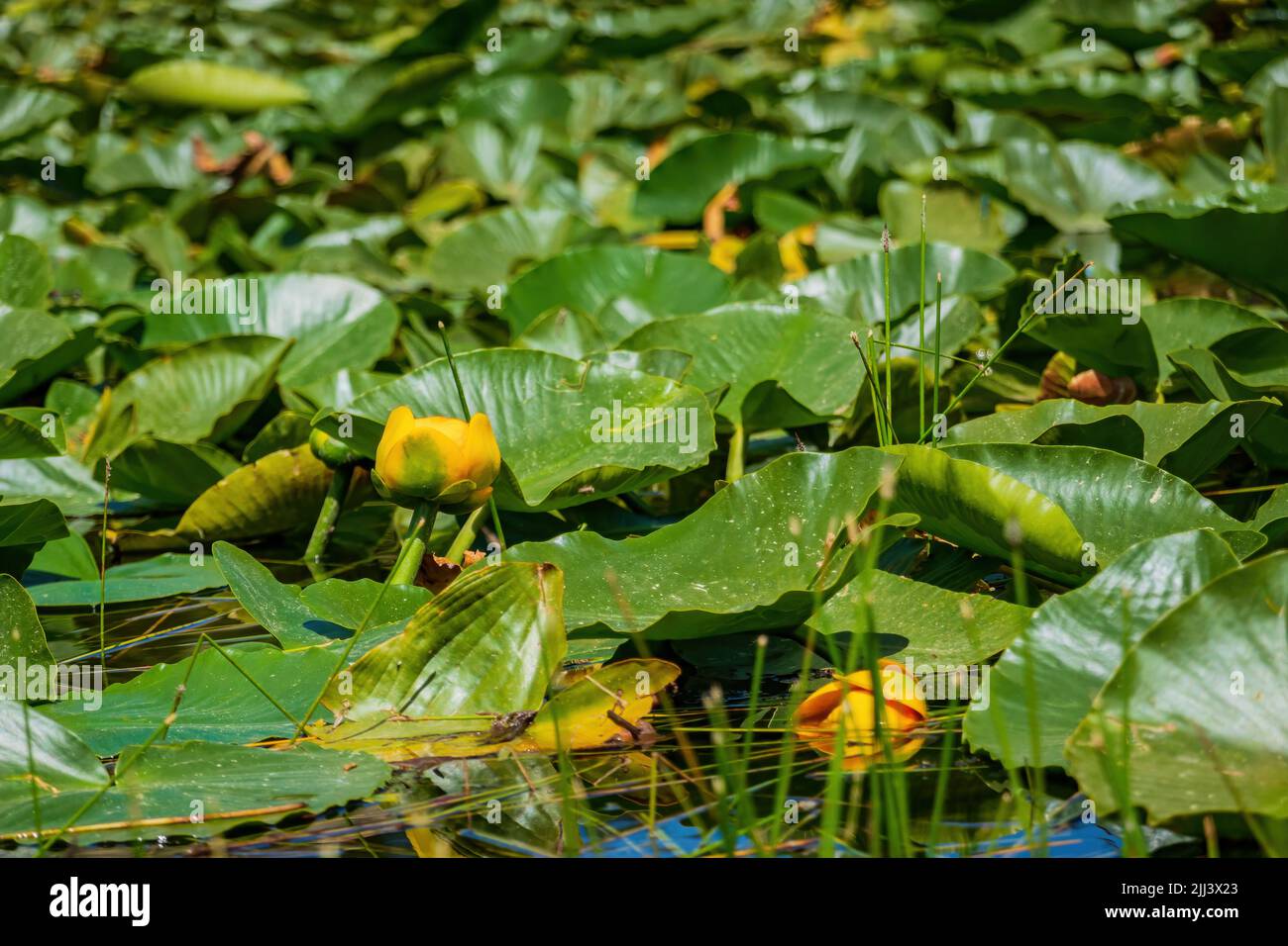 Primo piano della fioritura del giglio a Lily Pond in Wyoming Foto Stock