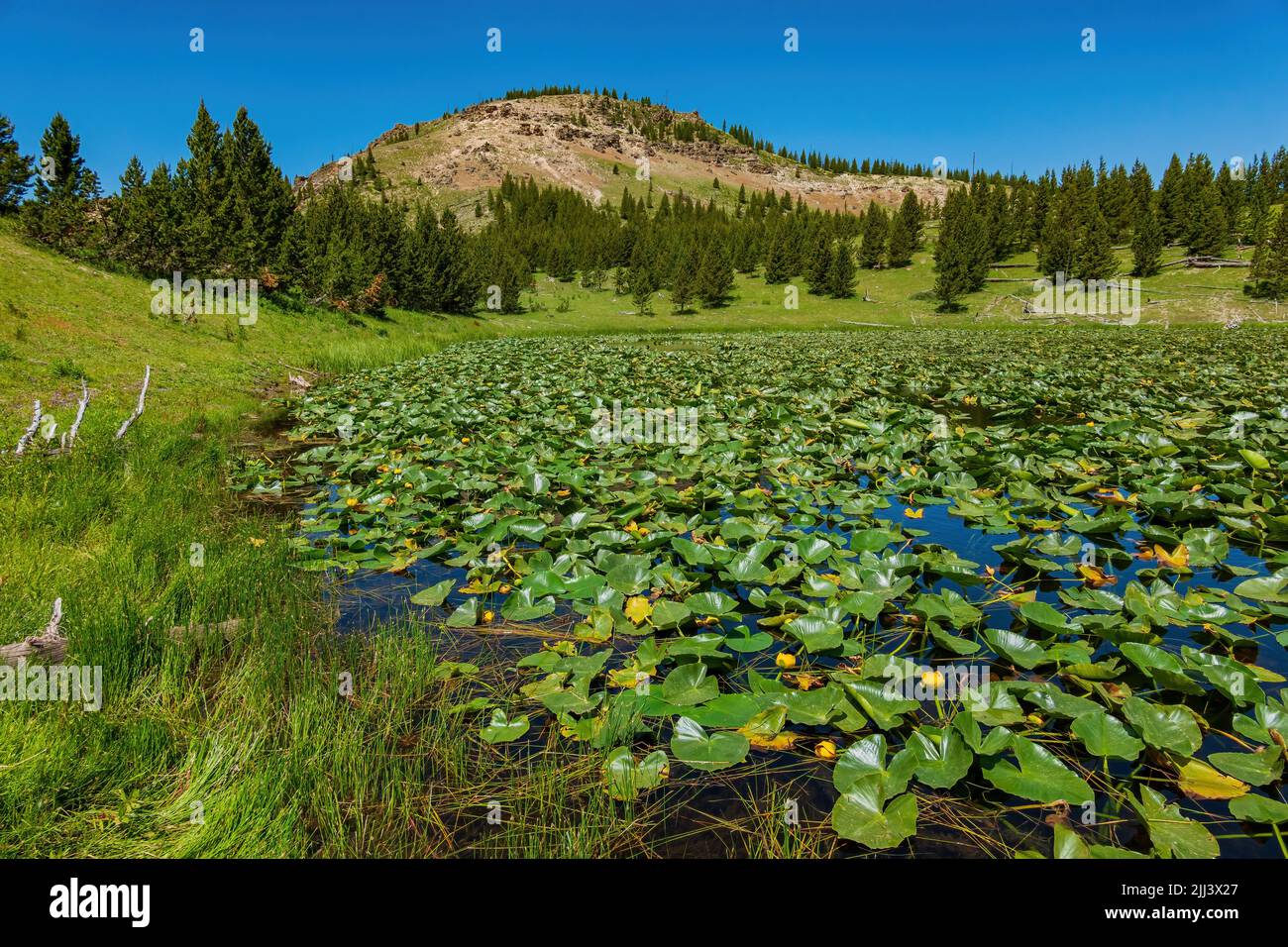 Vista soleggiata del paesaggio di Lily Pond a Wyoming Foto Stock