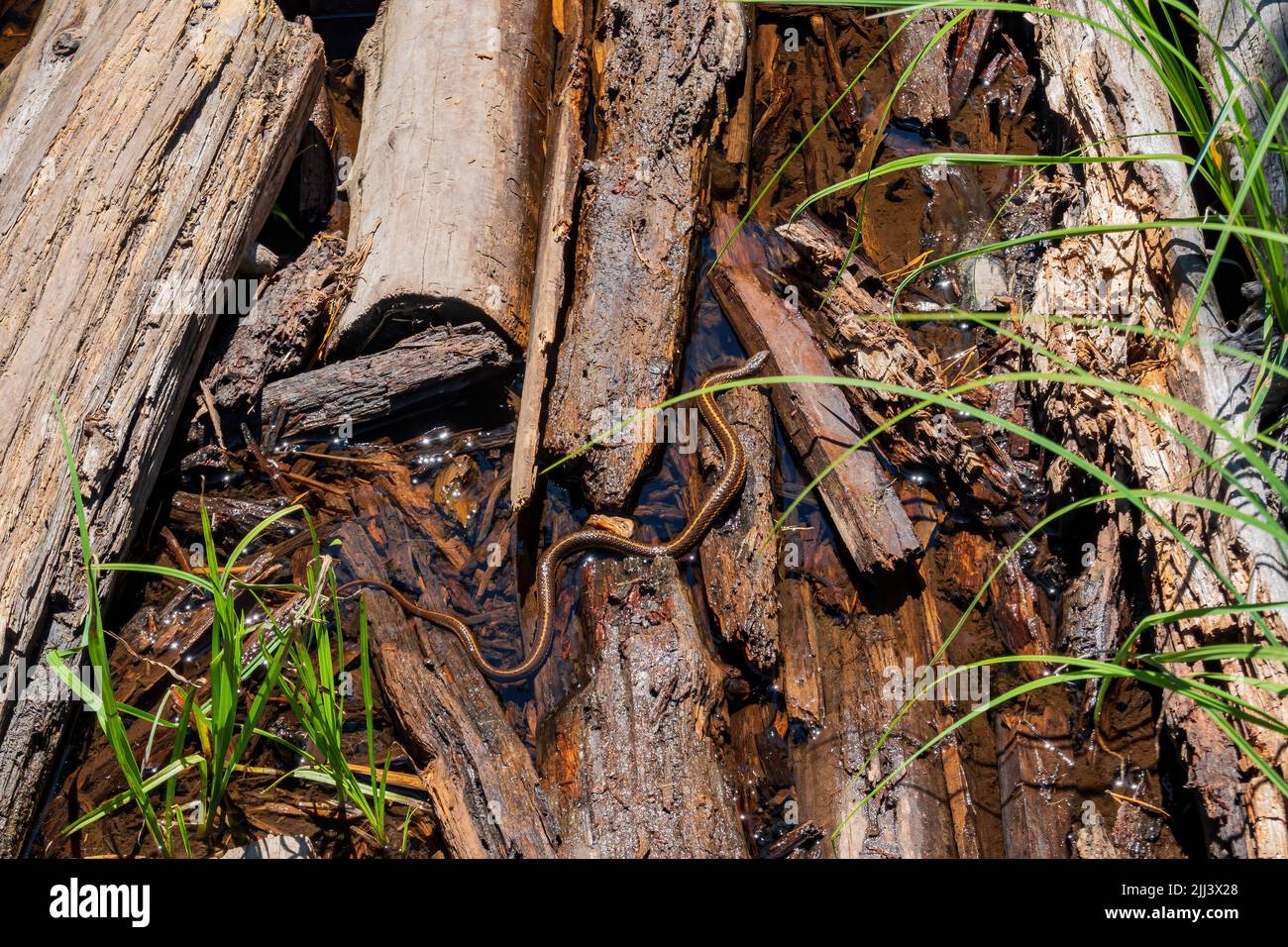 Primo piano di un piccolo serpente in Wyoming Foto Stock