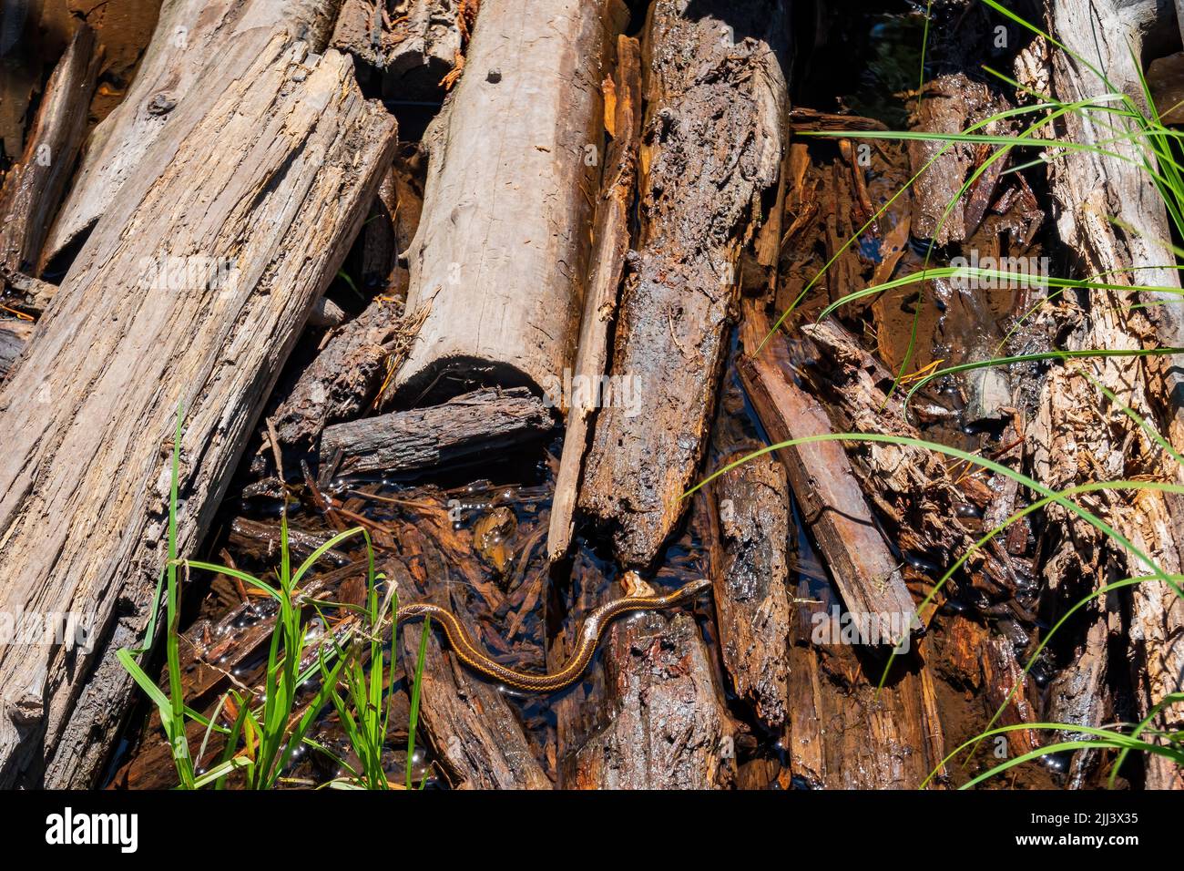 Primo piano di un piccolo serpente in Wyoming Foto Stock