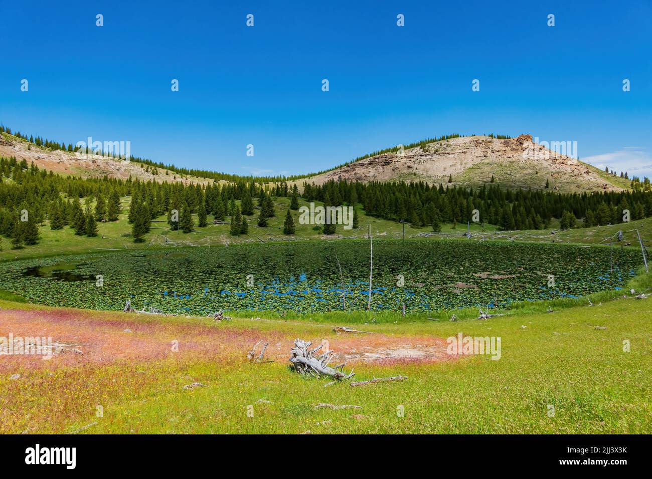 Vista soleggiata del paesaggio di Lily Pond a Wyoming Foto Stock
