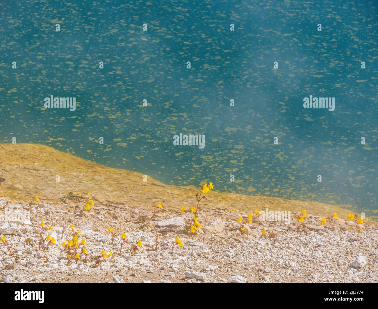 Primo piano di fiori selvatici in fiore vicino all'Abyss Pool in Wyoming Foto Stock