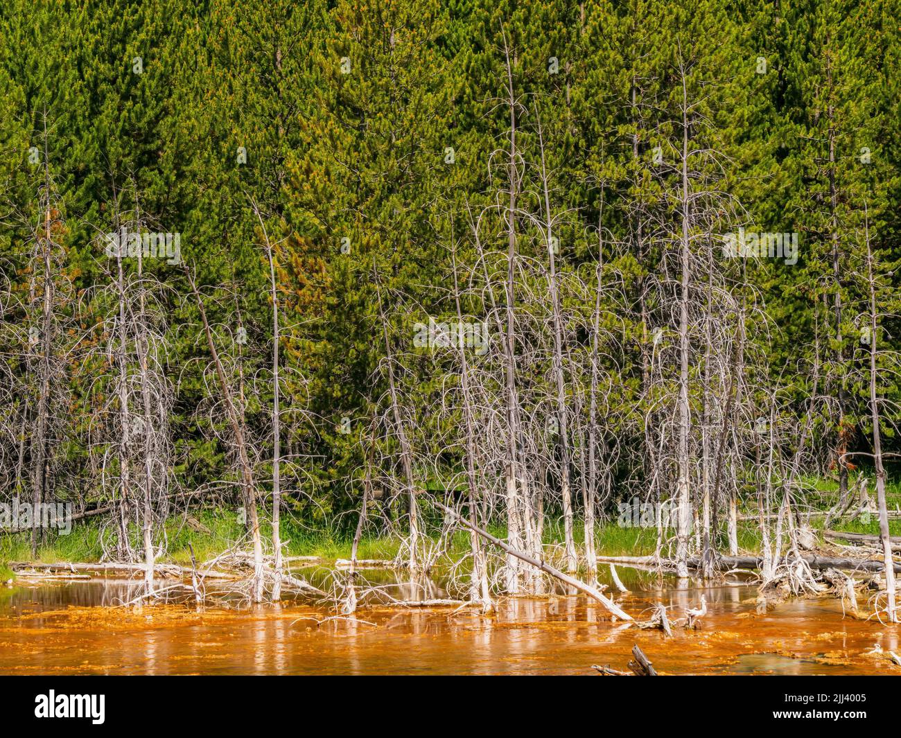 Vista soleggiata del bellissimo paesaggio lungo il sentiero Imperial Geyser nel Wyoming Foto Stock